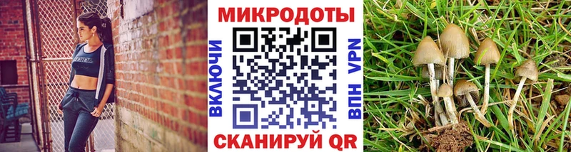 купить   Раменское  Псилоцибиновые грибы мицелий 